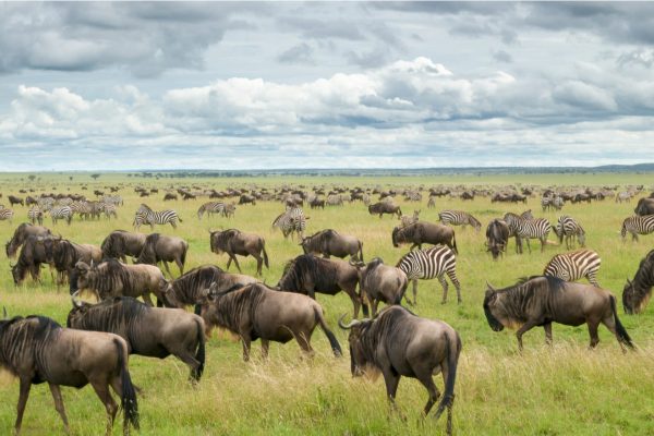 Tanzania_Serenegti_WIldebeestMigrationOnPlains