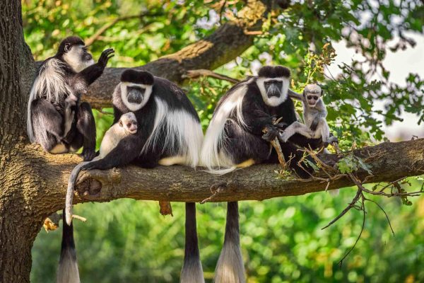 colobus-arusha-park