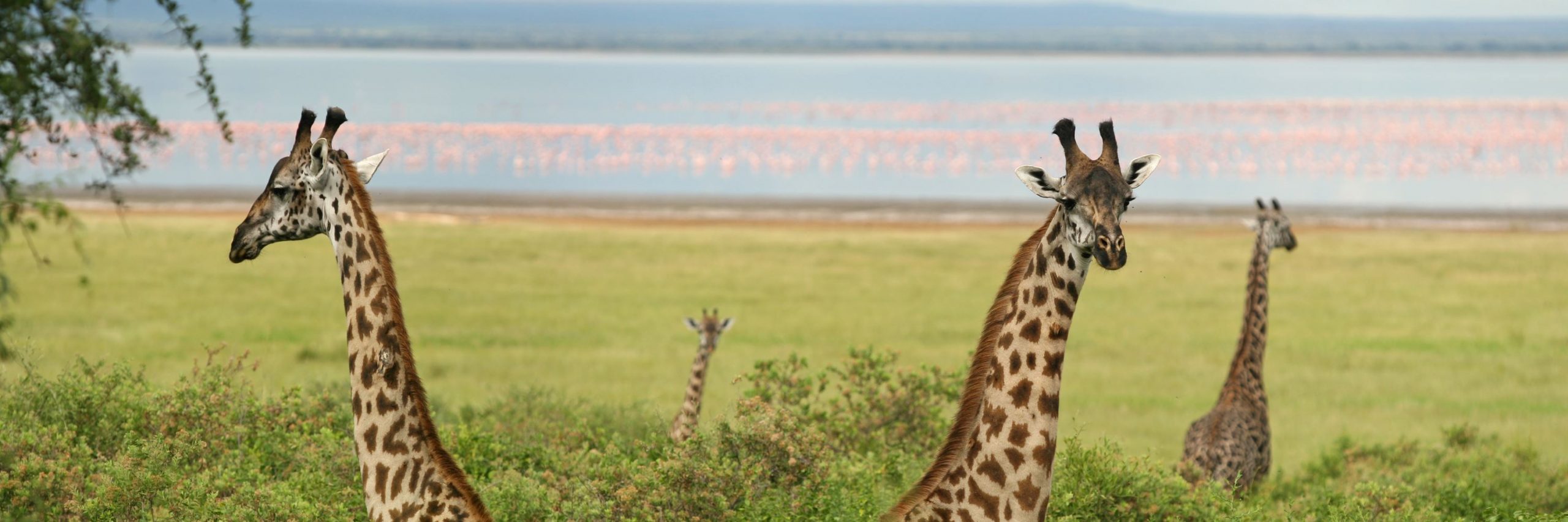Jalo Africa