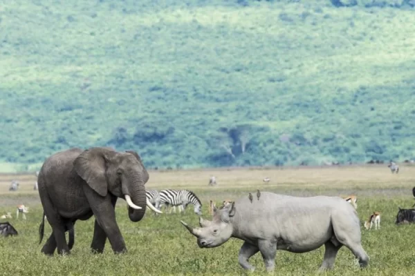 ngorongoro wildlife