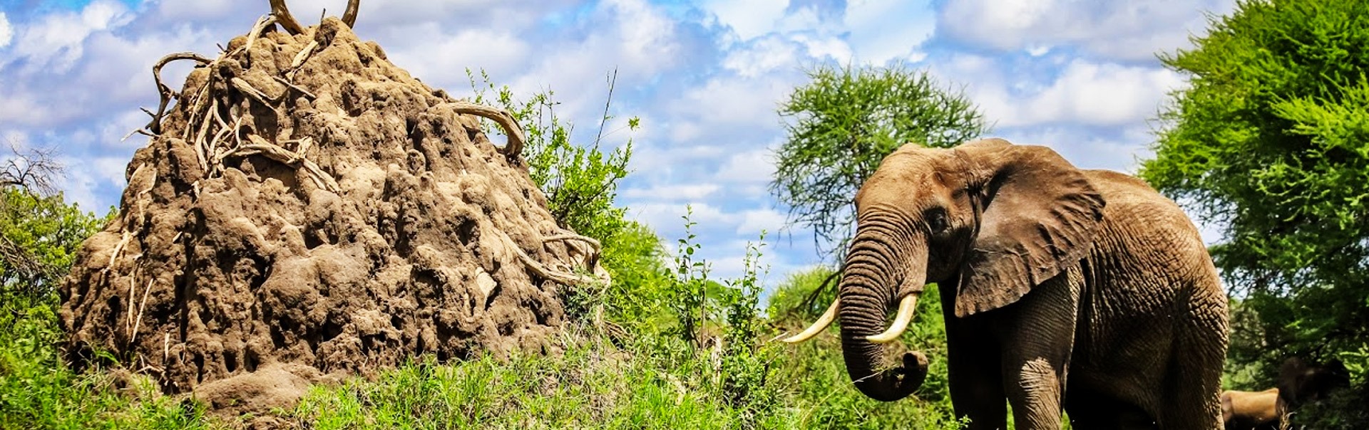 Jalo Africa